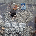 국내작가포토 - 클립아트코리아 :: 통로이미지(주) 1,__적합한콘텐츠,남자,낮,농촌,사람,생선,생선요리,시장,실외,어부,하이앵글