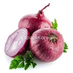 해외작가포토 - 클립아트코리아 :: 통로이미지(주) __적합한콘텐츠,고해상,누끼,단면,보라색,사람없음,스튜디오,신선,실내,양파,오브젝트,음식... 