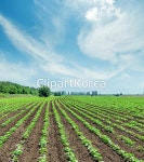 (주) __적합한콘텐츠,계절,구름,국가,그림,깨끗함,꽃,꽃봉오리,나뭇잎,농업,농장,농촌,덮기,들판,땅,맑음,문화,밝음,백그라운드,봄,색,생명,성장... 