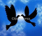 해외작가포토 - 클립아트코리아 :: 통로이미지(주) V사인,__적합한콘텐츠,비둘기,비행,야생동물,자유,조류,평화,하늘,해외포토