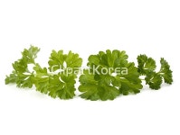 깨끗함,날것,누끼,다이어트,맛,묶음,사람없음,신선,양념,영양식,오브젝트,유기농,음식,음식재료,잎,조미료,채소,채식주의,초록색,파슬리,향기,향신료