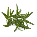 날것,달콤함,로즈메리,맛,사람없음,식물,신선,아로마,아로마테라피,양념,오브젝트,음식,음식재료,잎,조미료,채소,채식주의,초록색,향기,향신료