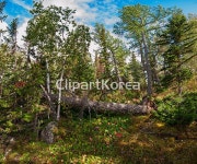 주) __적합한콘텐츠,가을,강,나무,날씨,노란색,땅,무지개,미스테리,백그라운드,비,산,숲,시베리아,아름다움,아침,안개,어둠,여름,여행,연못,오지... 