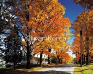 국내작가포토 - 클립아트코리아 :: 통로이미지(주) __적합한콘텐츠,가로수,건축물,길,나무,낙엽,단풍,마을,미국,잔디밭,전원,주택,풍경[경치]