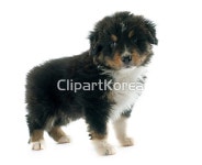 해외작가포토 - 클립아트코리아 :: 통로이미지(주) __적합한콘텐츠,강아지,누끼,동물,반려동물,스튜디오,시프도그,오스트레일리언셰퍼드,작음... 