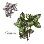 시장,식물,신선,심벌,아이콘,약초,양념,엠블럼,오레가노,요리,유기농,음식,음식재료,일러스트,제과제빵,제품,주방,채식주의,초록색,향기,향신료