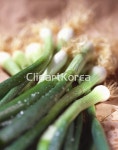 해외작가포토 - 클립아트코리아 :: 통로이미지(주) __적합한콘텐츠,계절,다수,물방울,봄,신선,양파,음식재료,이슬,초록색,파,해외포토... 