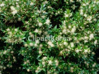 해외작가포토 - 클립아트코리아 :: 통로이미지(주) 7월,__적합한콘텐츠,꽃,덤불,많음,미사,상록수,식물,식물학,압축,여름,영국,원예,잎,자연,정원... 
