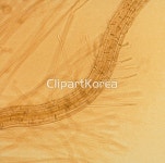해외작가포토 - 클립아트코리아 :: 통로이미지(주) __적합한콘텐츠,루트,문자,뿌리,식물,식물학,자연,해외포토,해외프리미엄콜렉션