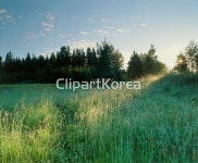 해외작가포토 - 클립아트코리아 :: 통로이미지(주) __적합한콘텐츠,꽃,들판,식물,식물학,야생화,자연,풀,풀[식물],풀밭,해외포토,해외프리미엄콜렉션