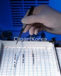 해외작가포토 - 클립아트코리아 :: 통로이미지(주) __적합한콘텐츠,과학,미사,분석,사람,생물학,손,실험실,연구실,연구원,장갑,접시,젤,족집게,충전... 