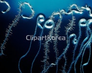 해외작가포토 - 클립아트코리아 :: 통로이미지(주) __적합한콘텐츠,루트,문자,문화,뿌리,식물,식물학,유전공학,유전자,해외포토,해외프리미엄콜렉션