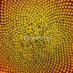 해외작가포토 - 클립아트코리아 :: 통로이미지(주) __적합한콘텐츠,개화,기하학,꽃,꽃잎,노란색,농업,농장,들판,맑음,무늬,밝음,백그라운드,봄... 