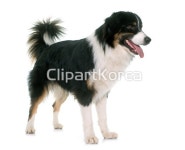 해외작가포토 - 클립아트코리아 :: 통로이미지(주) 강아지,남자,누끼,동물,반려동물,삼색기,스튜디오,시프도그,어른,오스트레일리아
