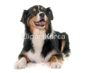 해외작가포토 - 클립아트코리아 :: 통로이미지(주) 강아지,검정색,누끼,동물,반려동물,삼색기,스튜디오,시프도그,어른,여자