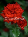 국내작가포토 - 클립아트코리아 :: 통로이미지(주) 공원,꽃,나무,남구,빨강,숲,식물,실외,울산,울산대공원,장미,장미원,전경,클로즈업,풍경,한국