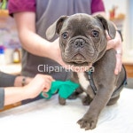 해외작가포토 - 클립아트코리아 :: 통로이미지(주) 강아지,건강,건강검진,검사[조사],고통,관리,귀여움,눈[시각],다치기,동물,동물병원,반려동물,발... 