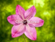 해외작가포토 - 클립아트코리아 :: 통로이미지(주) 개화,꽃,사람없음,생물학,식물,자연,해외포토,해외프리미엄콜렉션