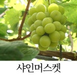 특등급 하우스 샤인머스켓 2kg (2~3수) - NS홈쇼핑  특등급 하우스 샤인머스켓 2kg (2~3수) - NS홈쇼핑
