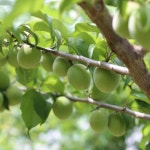 옥과농협 선별 22년 청매실 5kg (대/특대/왕특/왕왕) - NS홈쇼핑