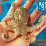 [통영수산물시장] 자연산 쭈꾸미(급냉) 1kg/2kg 모음전 - NS홈쇼핑  [통영수산물시장] 자연산 쭈꾸미(급냉) 1kg/2kg 모음전 - NS홈쇼핑
