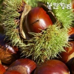 국내산 햇 알밤 (대) 3kg 햇밤 광양/순천 농장 - NS홈쇼핑