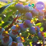 감천골 국내산 생블루베리 생과 2kg(14mm이상)당일수확 - NS홈쇼핑