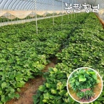 꿀고구마모종 3kg 고구마묘 신품종 해남농장 - NS홈쇼핑