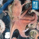 [통영수산물시장] 남해안 자연산 돌문어 한마리(급냉) 1.5kg내외 - NS홈쇼핑