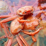 속초홍게(붉은대게)[일반형] 5kg(11-18마리내외) - NS홈쇼핑