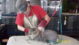 애견미용사교육,문제견교정 에 관한 정보 - 라디오코리아