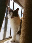 구조한 고양이  입양 보내요 - 라디오코리아
