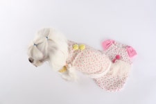 rddpetshop PET CLOTHING 695360 < [TOP]  꽃 티 {XS~XL} < BABY & HOUSING < PET < PET CLOTHING [OKDGG] rddpetshop PET CLOTHING 695360