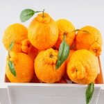 제주 한라봉 제주도 서귀포 노지 맛있는 농장 2kg/3kg/5kg/10kg 가정용 못난이 할라봉 - 에누리 가격비교