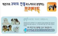 [도그짱 강아지 분양] 정말 귀여운 요크셔테리어 분양합니다!! ◀(주)프리티독▶한국애견협회공식인증◈24시거품없는안심분양◈