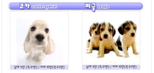 [도그짱 강아지 분양] 정말 귀여운 요크셔테리어 분양합니다!! ◀(주)프리티독▶한국애견협회공식인증◈24시거품없는안심분양◈