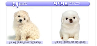 [도그짱 강아지 분양] 정말 귀여운 요크셔테리어 분양합니다!! ◀(주)프리티독▶한국애견협회공식인증◈24시거품없는안심분양◈