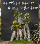에버랜드-함평군 1000송이 국화정원 조성