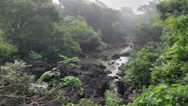 산림청, DMZ 새로운 산림습원 9개소 발견- 헤럴드경제 산림청, DMZ 새로운 산림습원 9개소 발견