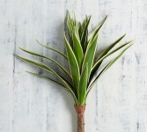 Faux Agave Stem | Pottery Barn