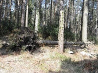 Donard Forest , Newcastle (C) HENRY CLARK :: Geograph Britain and Ireland Donard Forest , Newcastle (C) HENRY CLARK