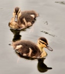 Ducklings, Belfast (C) Albert Bridge :: Geograph Britain and Ireland Ducklings, Belfast (C) Albert Bridge