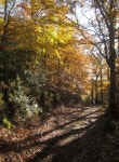 Path, Hembury Woods (C) Derek Harper :: Geograph Britain and Ireland Path, Hembury Woods (C) Derek Harper