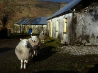 Sheep at Burkes - Meenaguse (C) louise price :: Geograph Britain and Ireland Sheep at Burkes - Meenaguse (C) louise price