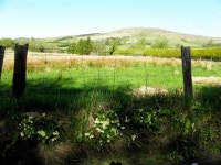 Primroses along Lisnaragh Road (C) Kenneth  Allen :: Geograph Britain and Ireland Primroses along Lisnaragh Road (C) Kenneth  Allen