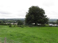 Tree, Carrickmore (C) Kenneth  Allen :: Geograph Britain and Ireland Tree, Carrickmore (C) Kenneth  Allen