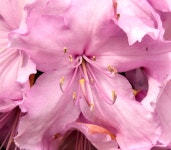 Rhododendron flower, Dundonald (May... (C) Albert Bridge :: Geograph Britain and Ireland Rhododendron flower, Dundonald (May...... 