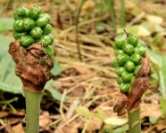 Lords and ladies, Minnowburn, Belfast... (C) Albert Bridge :: Geograph Britain and Ireland Lords and ladies, Minnowburn, Belfast.... 