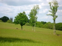 The old Dartrey estate – deer on the... (C) D Gore :: Geograph Britain and Ireland The old Dartrey estate – deer on the...... 