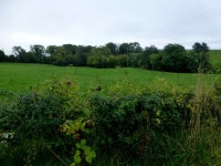 Hedge along Botera Upper Road (C) Kenneth  Allen :: Geograph Britain and Ireland Hedge along Botera Upper Road (C) Kenneth  Allen